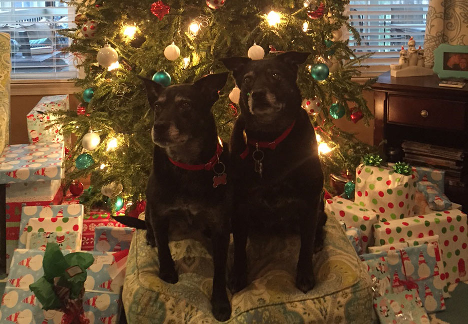 Essex Ricards Law firm attorneys North Carolina pets